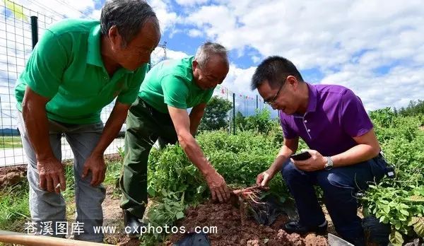 柠檬种植技术视频_柠檬栽培技术视频_柠檬种植技术与管理视频