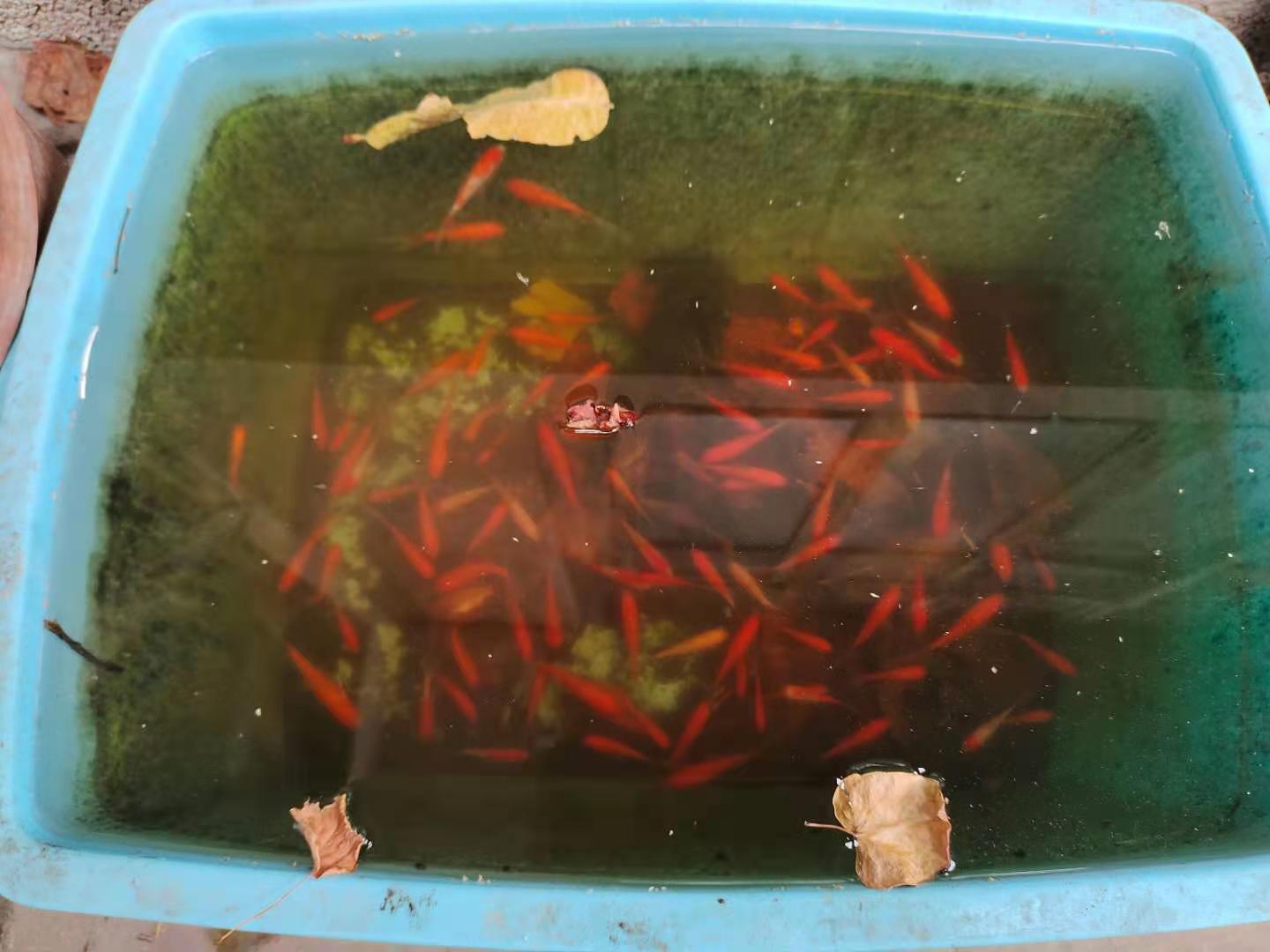 致富鱼缸养殖视频_鱼缸养鱼赚钱吗_鱼缸养殖致富