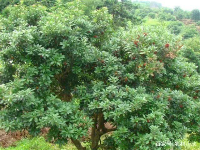 扬梅种植技术_扬梅种植技术及范围_扬梅树种植技术