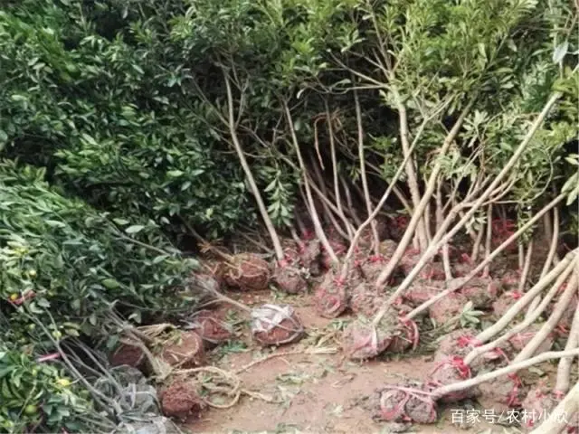 扬梅树种植技术_扬梅种植技术及范围_扬梅种植技术