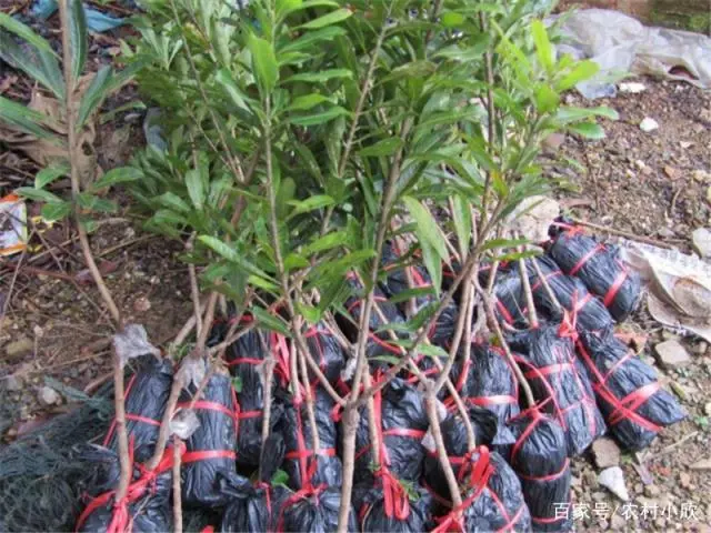 扬梅树种植技术_扬梅种植技术及范围_扬梅种植技术