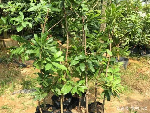 扬梅种植技术_扬梅种植技术及范围_扬梅树种植技术