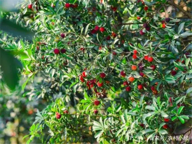 扬梅种植技术_扬梅种植技术及范围_扬梅树种植技术