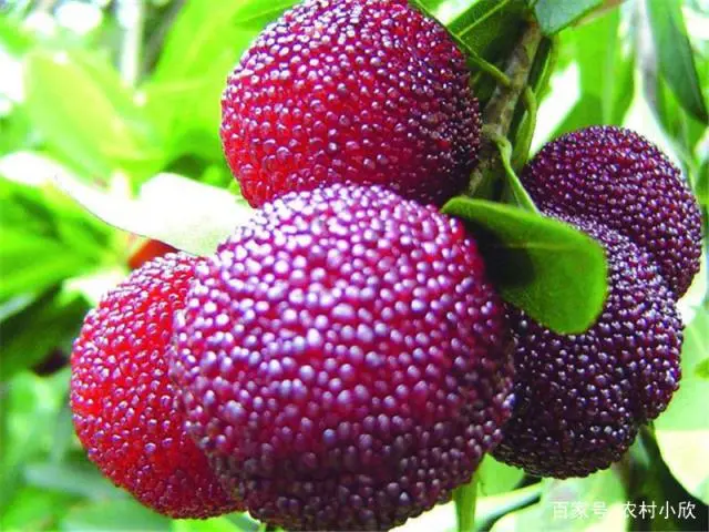 扬梅树种植技术_扬梅种植技术_扬梅种植技术及范围
