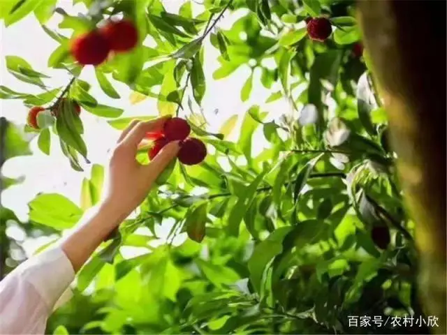 扬梅种植技术_扬梅种植技术及范围_扬梅树种植技术
