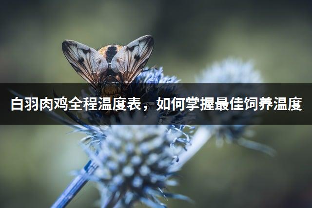 白羽肉鸡全程温度表，如何掌握最佳饲养温度