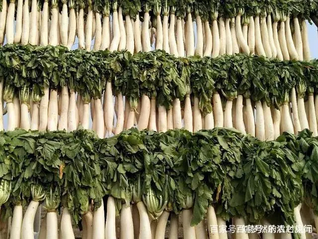 如何种植罗卜才高产量_怎样种罗卜技术管理_罗卜怎么种植技术