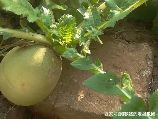 如何种植罗卜才高产量_罗卜怎么种植技术_怎样种罗卜技术管理
