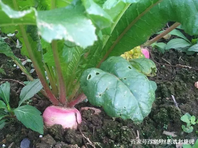 如何种植罗卜才高产量_罗卜怎么种植技术_怎样种罗卜技术管理