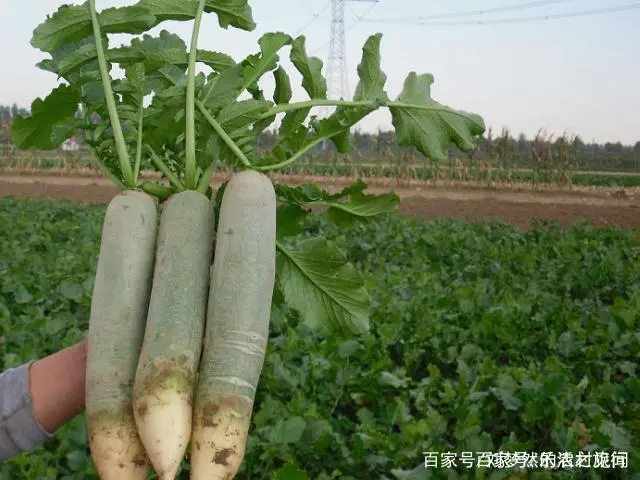 罗卜怎么种植技术_如何种植罗卜才高产量_怎样种罗卜技术管理