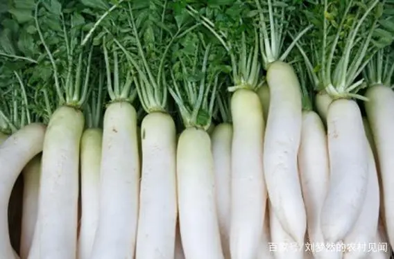罗卜怎么种植技术_怎样种罗卜技术管理_如何种植罗卜才高产量