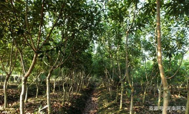 扬梅种植技术及范围_扬梅怎么种植_扬梅种植技术