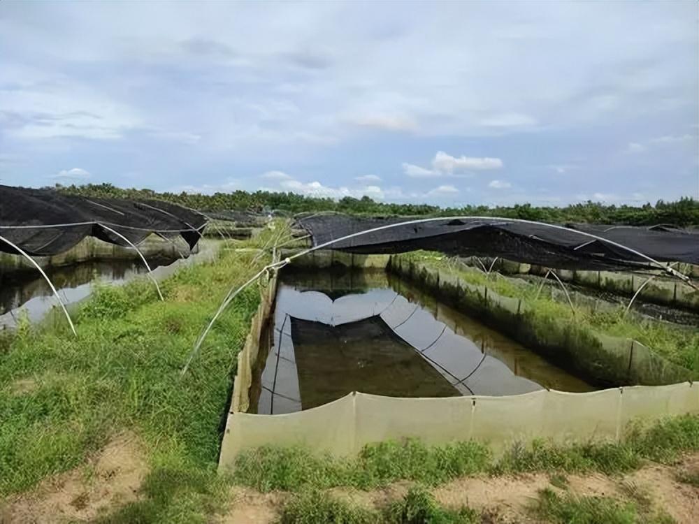 致富前景养殖好的企业_致富养殖好项目_养殖致富好前景