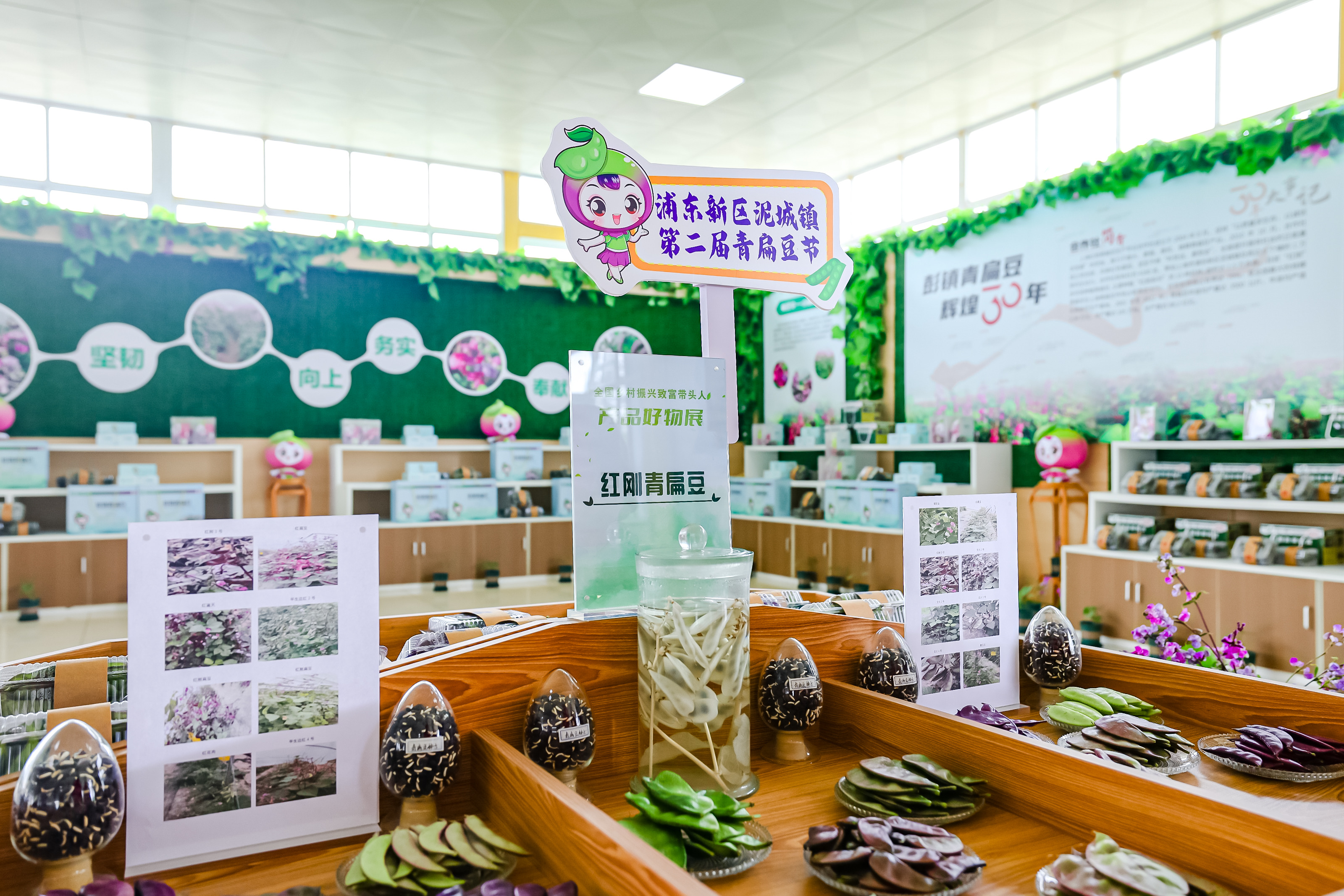 致富种植扁豆怎么样_种植扁豆致富_致富种植扁豆视频