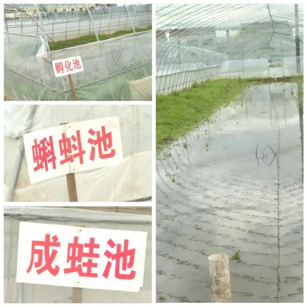 致富经四川青蛙_致富经四川青蛙_致富经四川青蛙