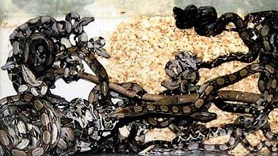獾养殖有利润吗_致富经猪獾养殖_养獾致富经