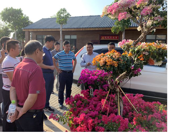 致富种植扁豆怎么样_致富种植扁豆图片_种植扁豆致富