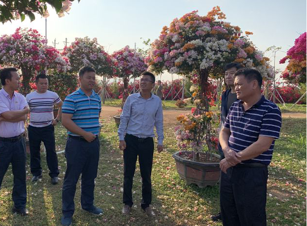 致富种植扁豆图片_致富种植扁豆怎么样_种植扁豆致富