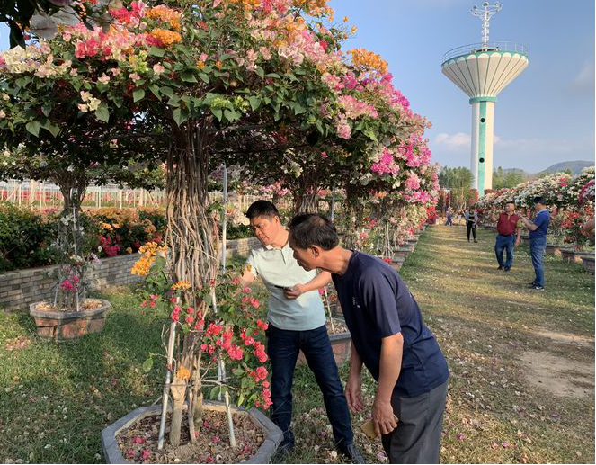 致富种植扁豆图片_致富种植扁豆怎么样_种植扁豆致富