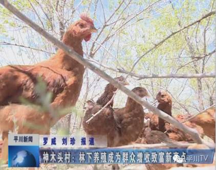 养殖致富网视频_养殖致富之路_神木养殖致富视频