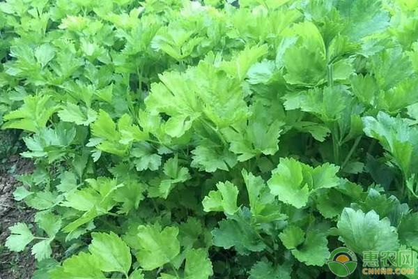 夏天芹菜的种植技术_芹菜夏季种植_芹菜夏季种植技术