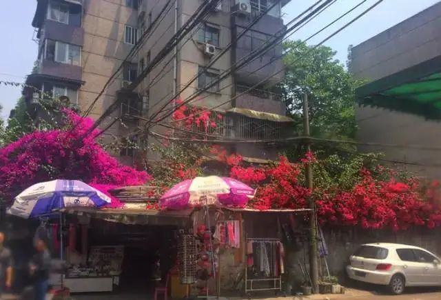 致富经香蕉篇_香蕉赚钱吗_香蕉致富新闻