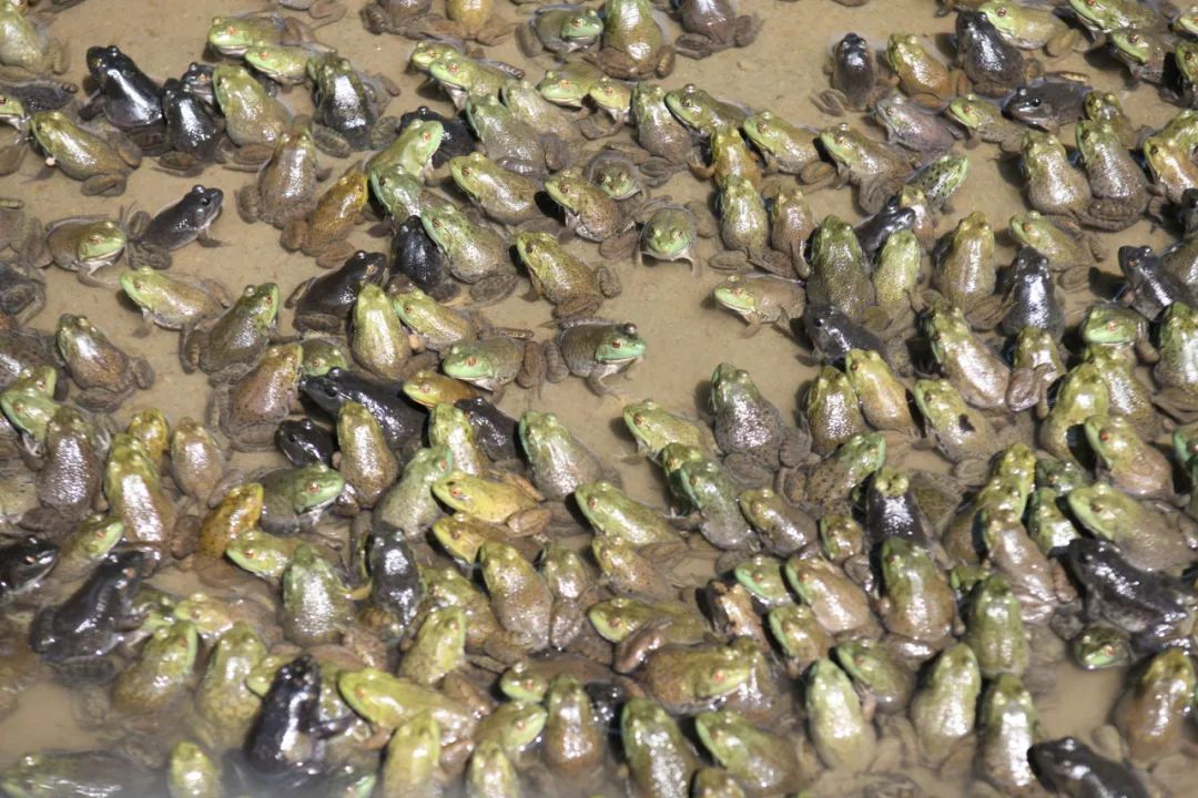 致富经牛蛙养殖_致富养殖牛蛙图片_致富养殖牛蛙视频