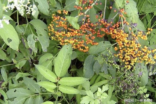 1种有价值的“接骨草”，在河边生长，比火棘有价值，别铲除