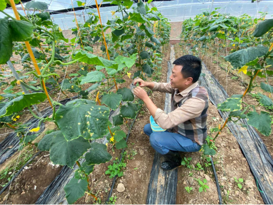 2020年广东养猪基地在哪里_广东猪养殖致富_广东养猪大户