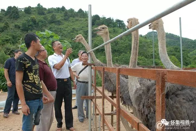 广东猪养殖致富_广东养猪大户_2020年广东养猪基地在哪里