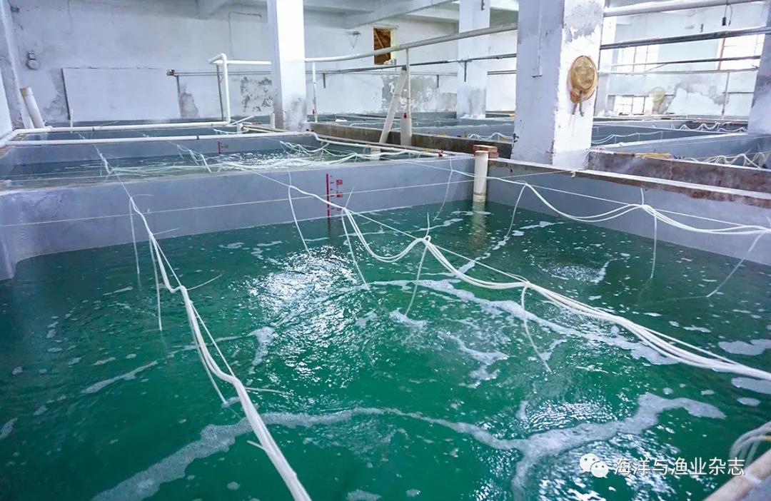 青溪石斑鱼养殖致富视频_清溪石斑鱼多少钱一斤_清溪石斑鱼养殖