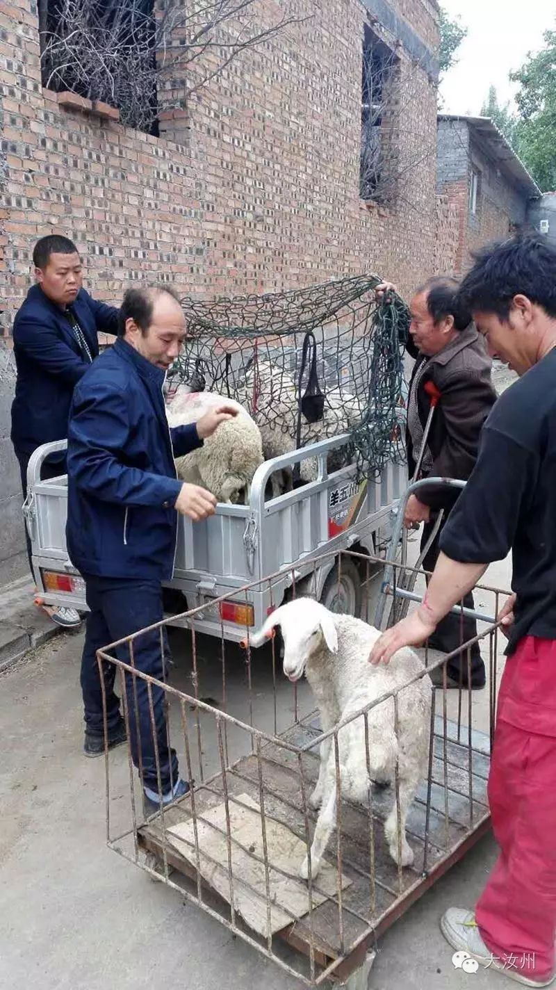 养殖致富项目一_农村致富项目养殖业_残联养殖致富项目