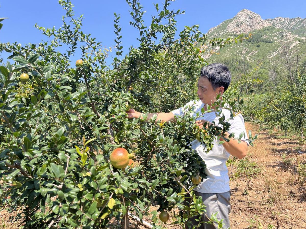 石榴满枝绘丰收 河南禹州农户带动乡邻共同致富增收甜在心头