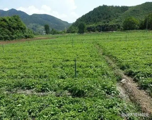 丹参种植经济效益_山东丹参种植一亩地收益_山西丹参种植致富