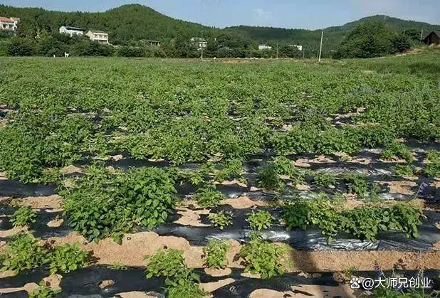 丹参种植经济效益_山东丹参种植一亩地收益_山西丹参种植致富