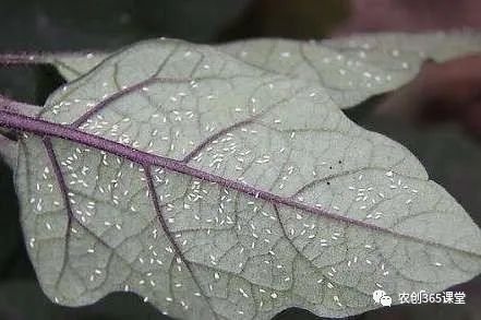茄子种植水培技术与管理_茄子水培_茄子水培种植技术