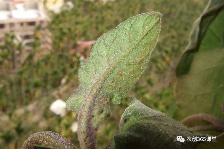 茄子水培种植技术_茄子水培_茄子种植水培技术与管理