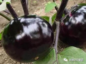 茄子水培种植技术_茄子种植水培技术与管理_茄子水培