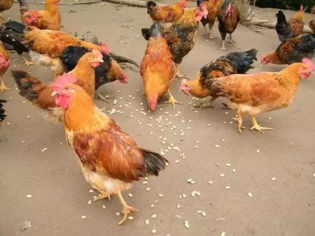 致富养鸡养殖_养殖鸡致富经_致富项目养鸡