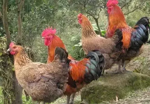 致富养鸡养殖_致富项目养鸡_养殖鸡致富经