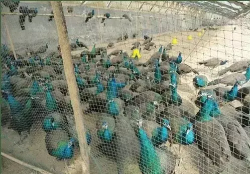 养殖鸡致富经_致富项目养鸡_致富养鸡养殖