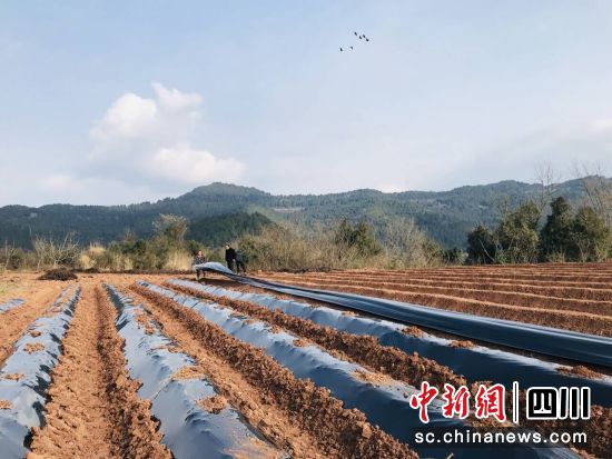 覆盖薄膜。 梓潼县融媒体中心供图