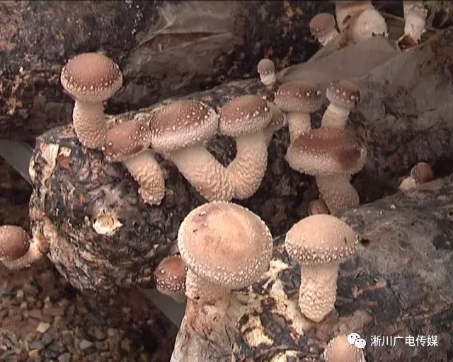 温室种植致富技术_2021农业温室种植政策_温室种植的知识原理