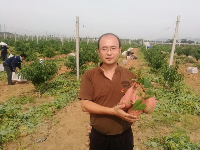 致富经种樱桃明星_致富经种樱桃明星_致富经种樱桃明星