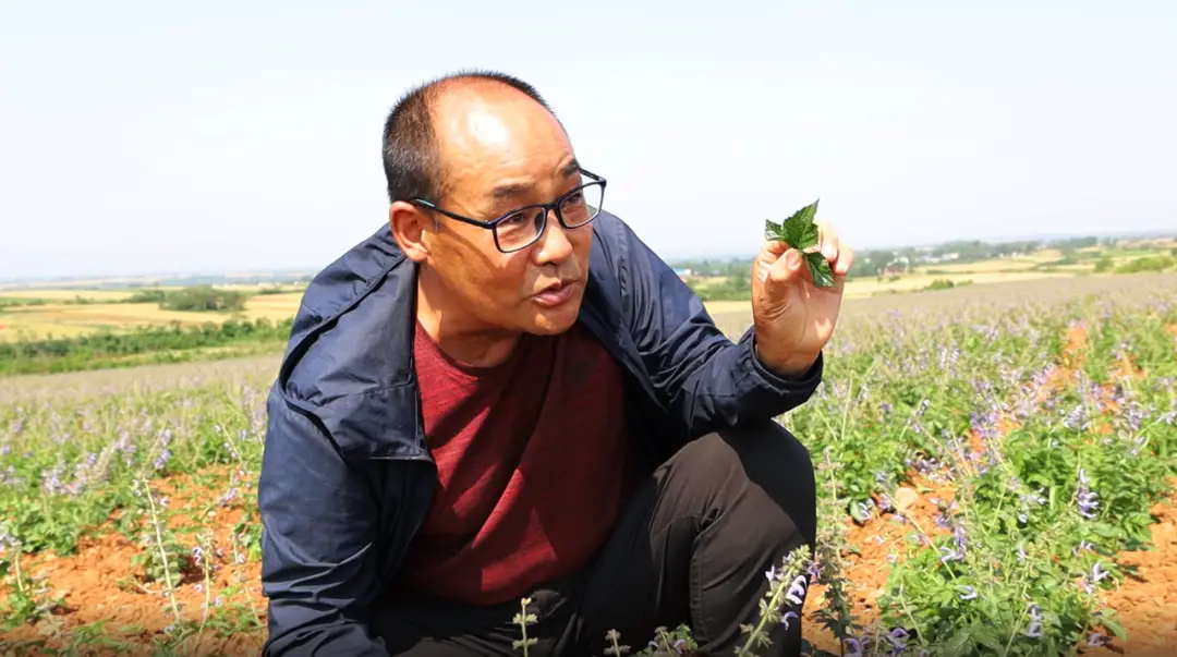 山西丹参种植致富_丹参种植经济效益_山东丹参种植一亩地收益