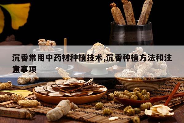 沉香常用中药材种植技术,沉香种植方法和注意事项