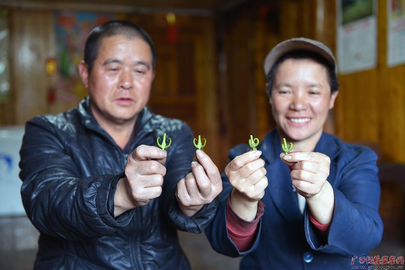 致富种植什么比较赚大钱_种植致富树图片_致富种植树图片高清