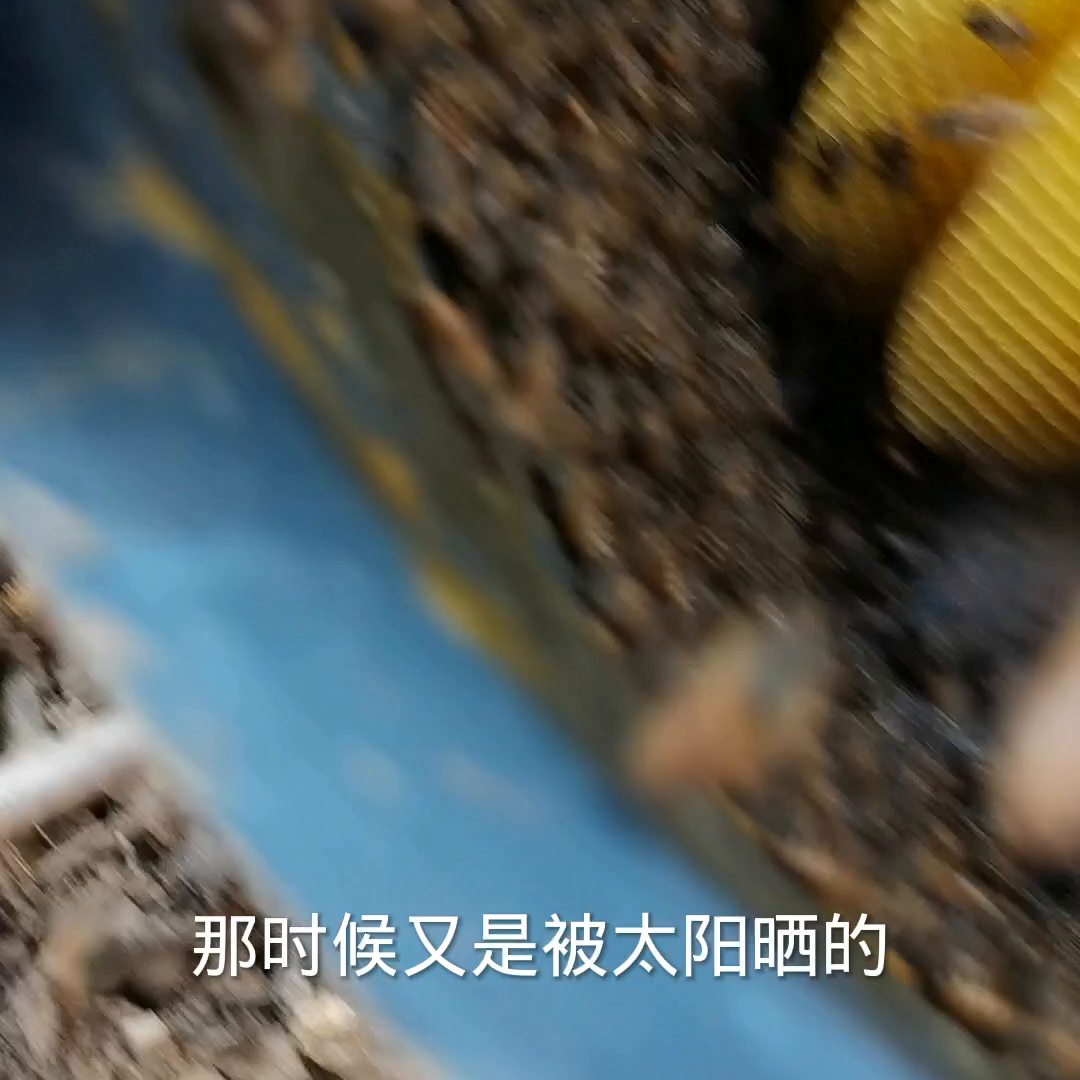 马蜂养殖技术视频每日农经_养殖马蜂视频教程全集_养殖土地马蜂技术视频