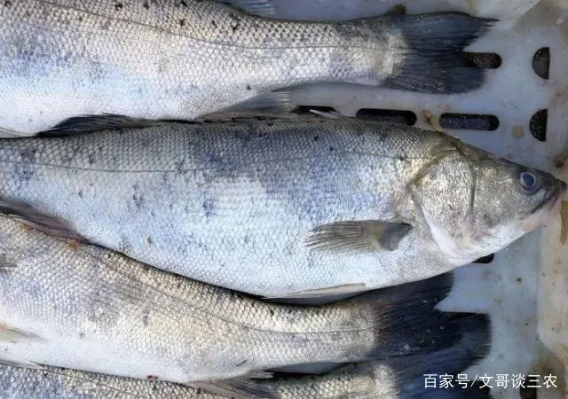 海鲈鱼养殖成本与利润_海鲈鱼养殖技术_鲈鱼海水养殖