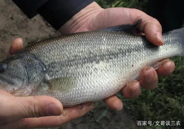 海鲈鱼养殖技术_海鲈鱼养殖成本与利润_鲈鱼海水养殖